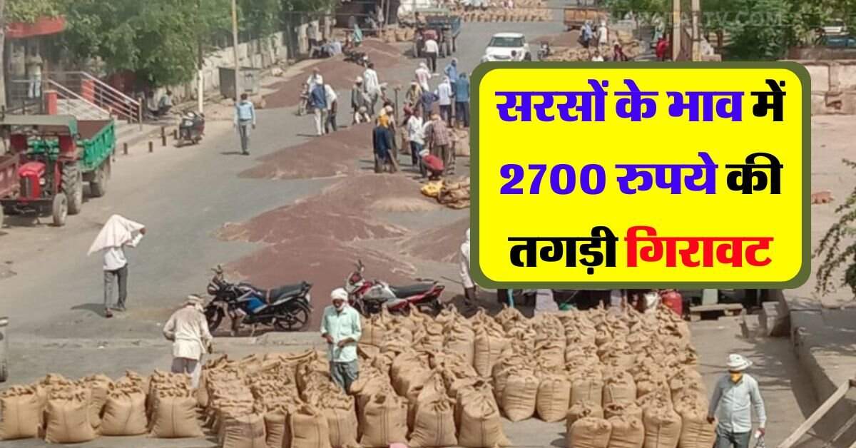 sarso ka bhav 30 july : सरसों के भाव में 2700 रुपये की तगड़ी गिरवाट