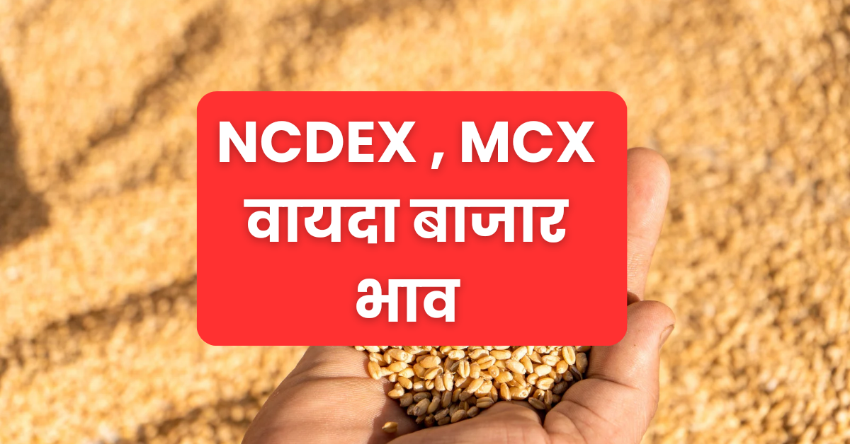 NCDEX MCX Market Price : जीरा भाव में तेजी, धनिया, सोना चांदी , डॉलर आदि के 29 फरवरी के भाव