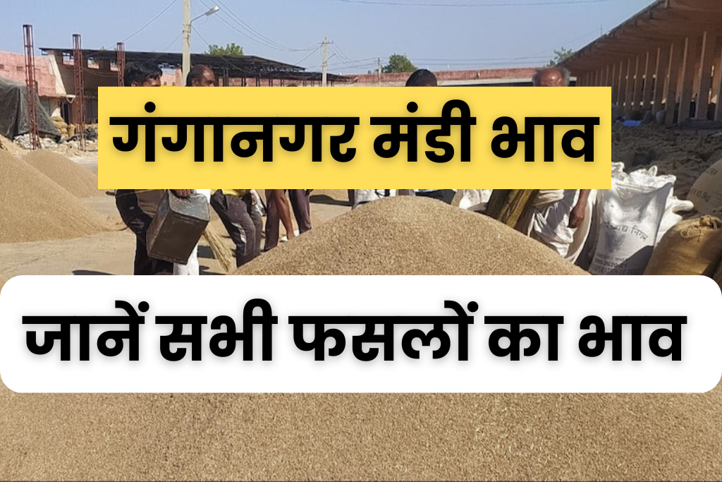 Ganganagar Mandi Bhav : श्री गंगानगर मंडी भाव, जानें सभी फसलों का भाव