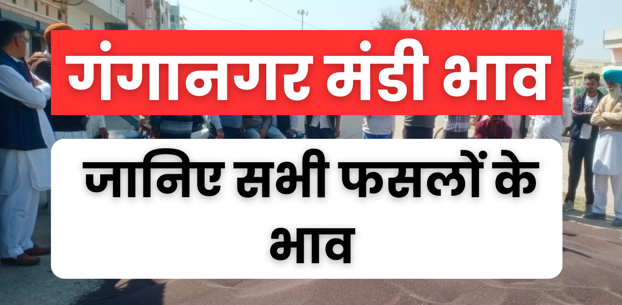 Ganganagar Mandi Bhav : श्री गंगानगर मंडी भाव, जानें सभी फसलों का भाव