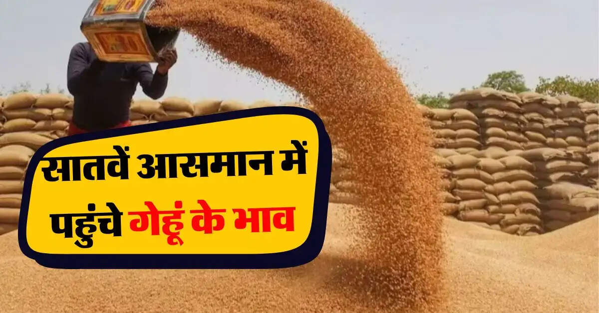 wheat price hike : सातवें आसमान में पहुंचे गेहूं के भाव, जानिये ताजा भाव