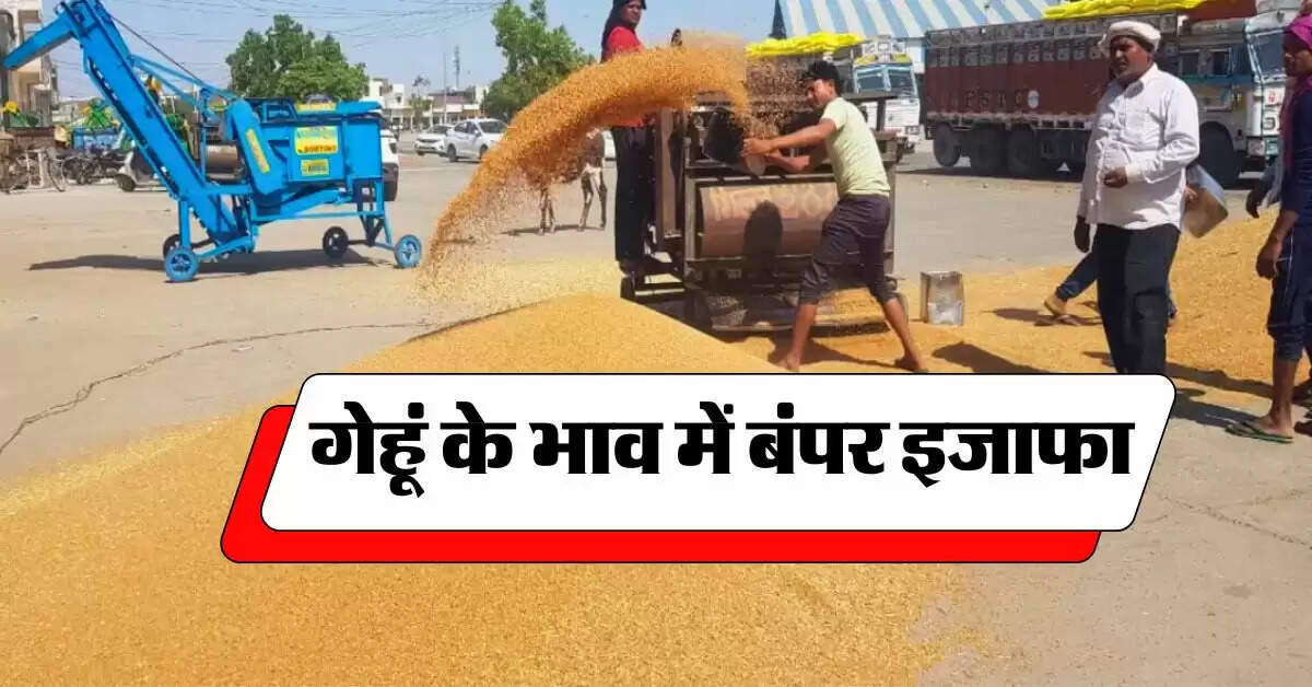 wheat price : गेहूं के भाव में बंपर इजाफा, इस कारण बढ़ रहे हैं रेट, रिपोर्ट में लगा पता
