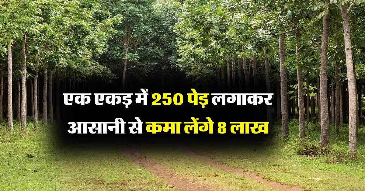 Tree cultivation : एक एकड़ में 250 पेड़ लगाकर आसानी से कमा लेंगे 8 लाख, मार्केट में है भारी डिमांड