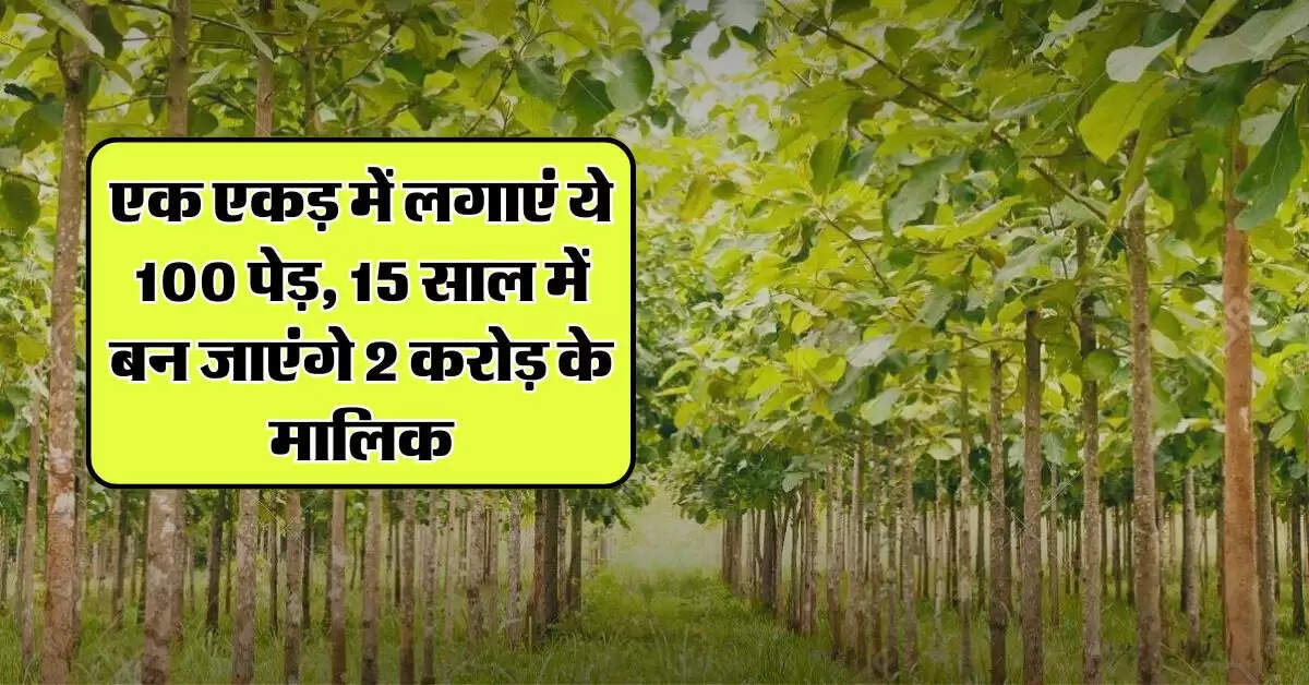 Most Profitable Farming: एक एकड़ में लगाएं ये 100 पेड़, 15 साल में बन जाएंगे 2 करोड़ के मालिक