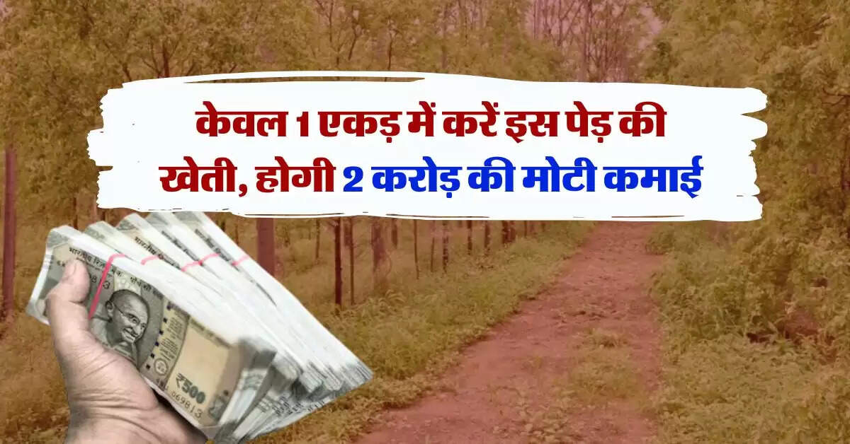 Most Profitable Farming : केवल 1 एकड़ में करें इस पेड़ की खेती, होगी 2 करोड़ की मोटी कमाई
