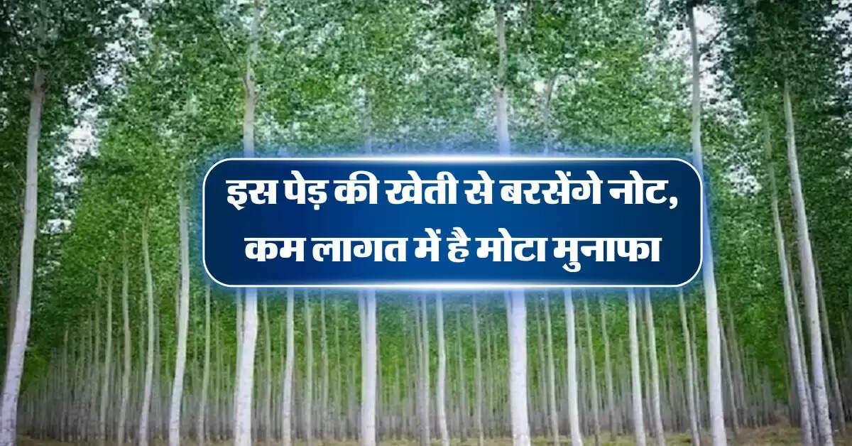 Business Idea : इस पेड़ की खेती से बरसेंगे नोट, कम लागत में है मोटा मुनाफा