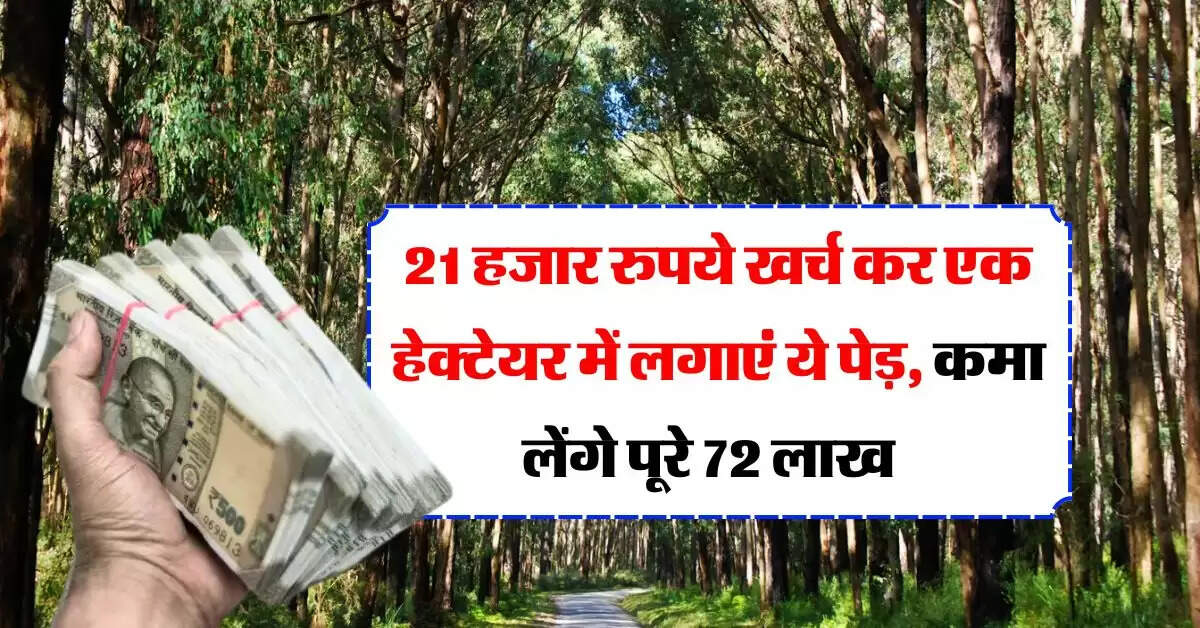 Tree Farming : 21 हजार रुपये खर्च कर एक हेक्टेयर में लगाएं ये पेड़, कमा लेंगे पूरे 72 लाख   