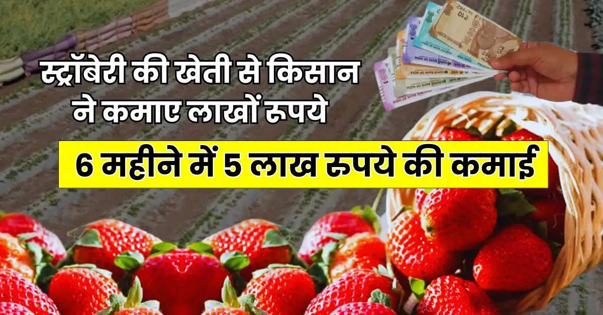 Success Story: स्ट्रॉबेरी की खेती से किसान ने कमाए लाखों रूपये, 6 महीने में 5 लाख रुपये की कमाई
