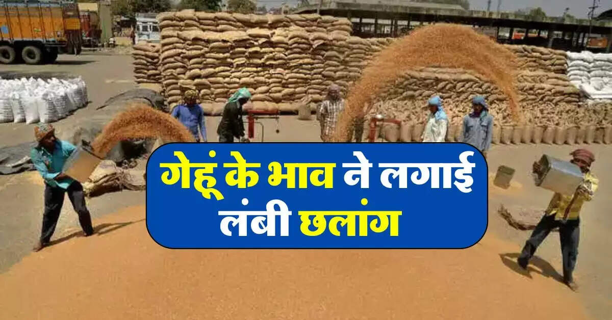 wheat price today : गेहूं के भाव ने लगाई लंबी छलांग 