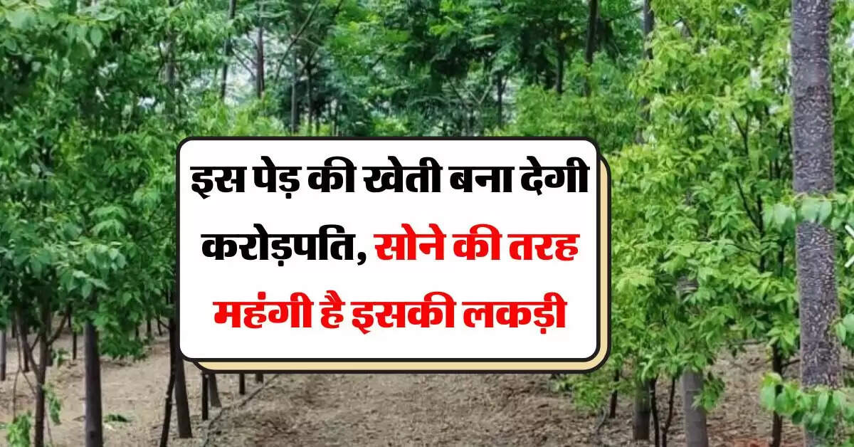 Tree Farming : इस पेड़ की खेती बना देगी करोड़पति, सोने की तरह महंगी है इसकी लकड़ी