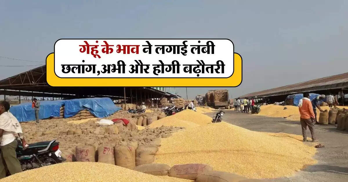 wheat price : गेहूं के भाव ने लगाई लंबी छलांग, अभी और होगी बढ़ौतरी