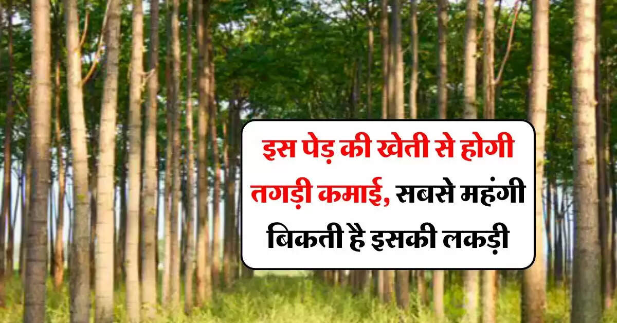 Tree Farming : इस पेड़ की खेती से होगी तगड़ी कमाई, सबसे महंगी बिकती है इसकी लकड़ी