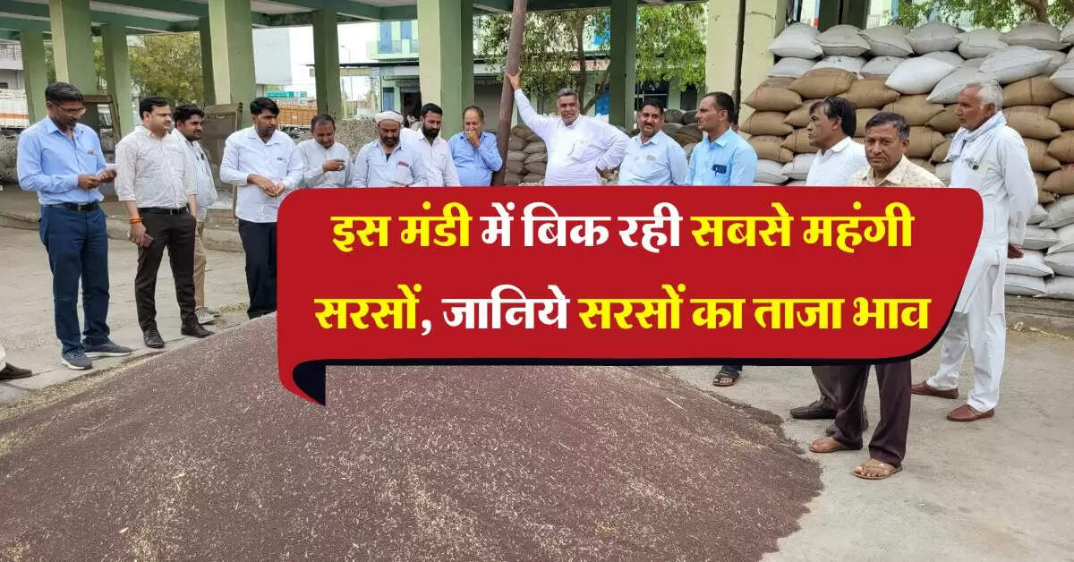 sarso ka bhav 26 august : इस मंडी में बिक रही सबसे महंगी सरसों, जानिये सरसों का रेट