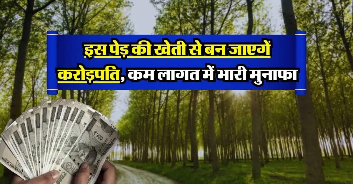 Tree Farming: इस पेड़ की खेती से बन जाएगें करोड़पति, कम लागत में भारी मुनाफा, विदेशों में भी भारी डिमांड
