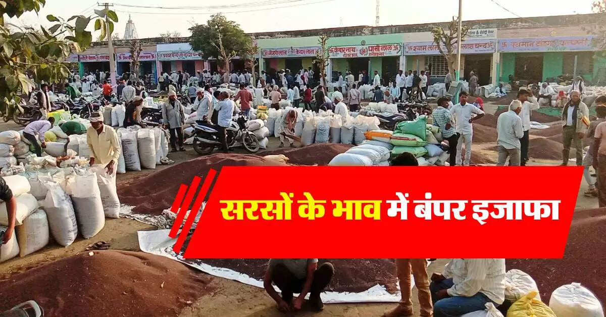 sarso ka bhav 12 september : सरसों रेट में बंपर उछाल, जानिये कहां बिक रही सबसे महंगी सरसों