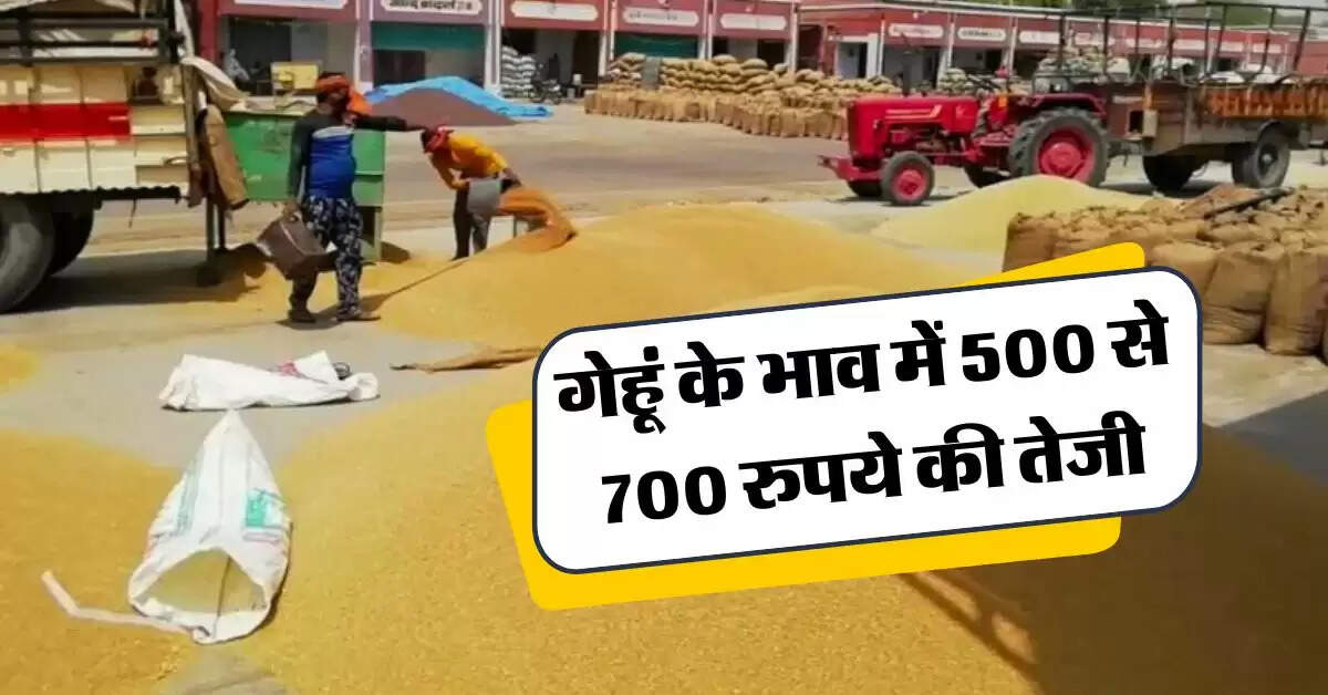 wheat price : गेहूं के भाव में 500 से 700 रुपये की तेजी, जानिये नए रेट