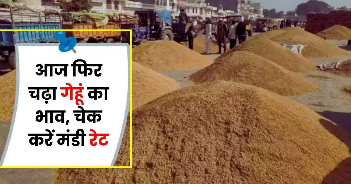 Wheat Price : आज फिर चढ़ा गेहूं का भाव, जानिये कितना है मंडी रेट