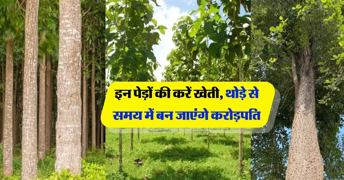Business Ideas : इन पेड़ों की करें खेती, थोड़े से समय में बन जाएंगे करोड़पति