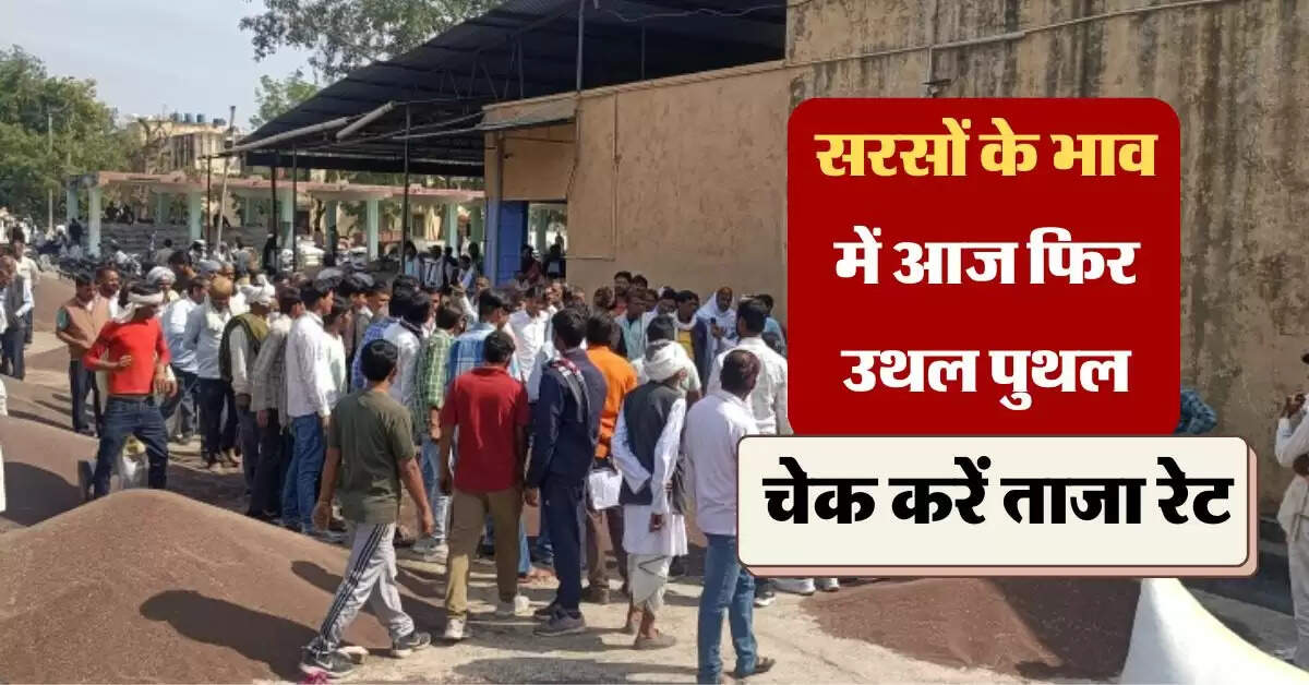sarso ka bhav 9 August : सरसों के भाव में आज फिर उथल पुथल, जानिये सरसों का भाव