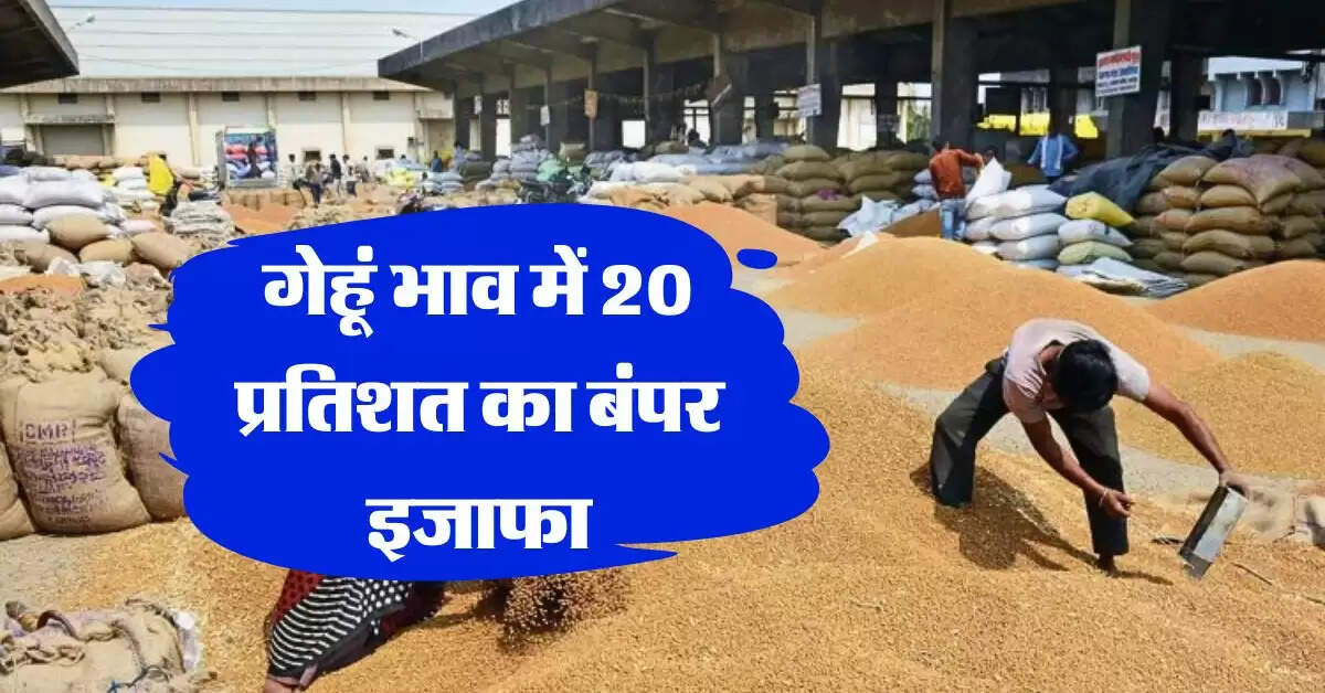 wheat price : गेहूं भाव में 20 प्रतिशत का बंपर इजाफा, थोक में इतने रुपये क्विंटल पहुंचे रेट