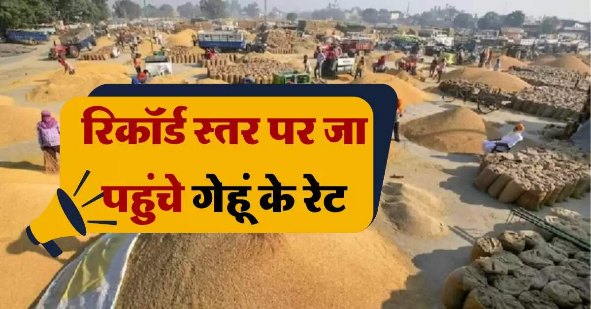 wheat price : रिकॉर्ड स्तर पर जा पहुंचे गेहूं के रेट, जानिये गेहूं के भाव में और कितनी आएगी तेजी