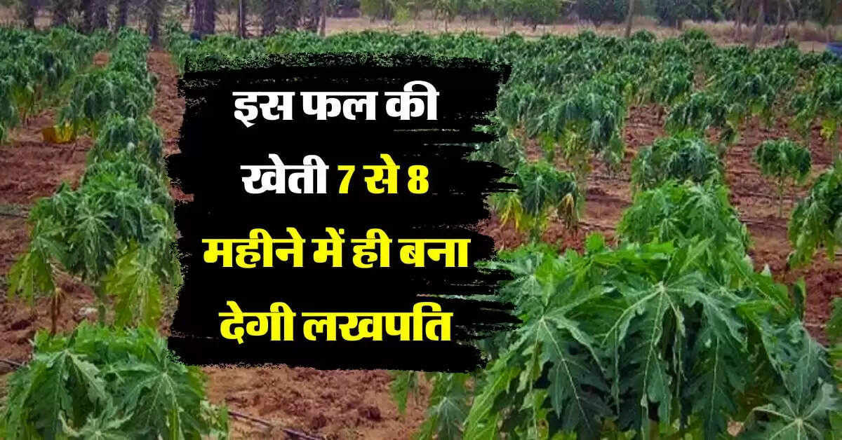 Tree Farming : इस फल की खेती 7 से 8 महीने में ही बना देगी लखपति, एक बीघे में 15 हजार आएगा खर्चा