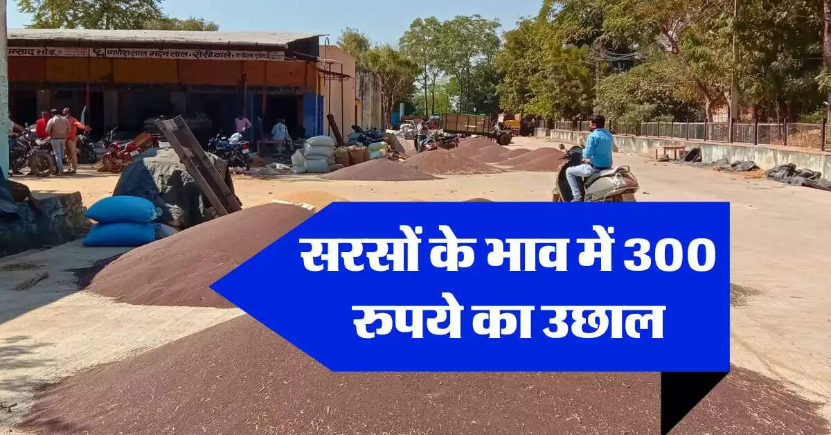 sarso ka bhav : सरसों के भाव में 300 रुपये का उछाल, चना भी सातवें आसमान पर