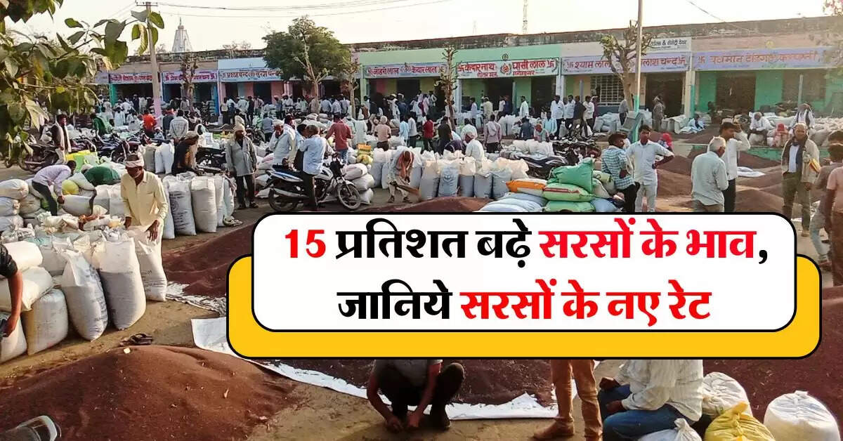 sarso ka bhav 2 september : 15 प्रतिशत बढ़े सरसों के भाव, जानिये सरसों का आज का भाव