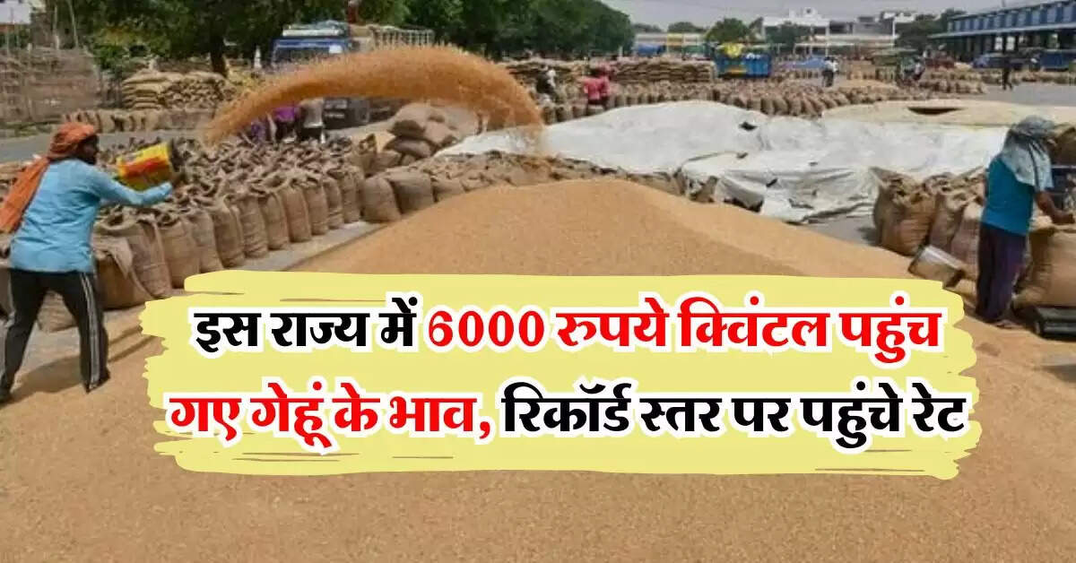 wheat price : इस राज्य में 6000 रुपये क्विंटल पहुंच गए गेहूं के भाव, रिकॉर्ड स्तर पर पहुंचे रेट