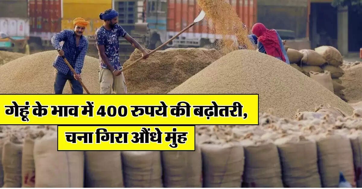 Wheat Price : गेहूं के भाव में 400 रुपये की बढ़ोतरी, चना गिरा औंधे मुंह