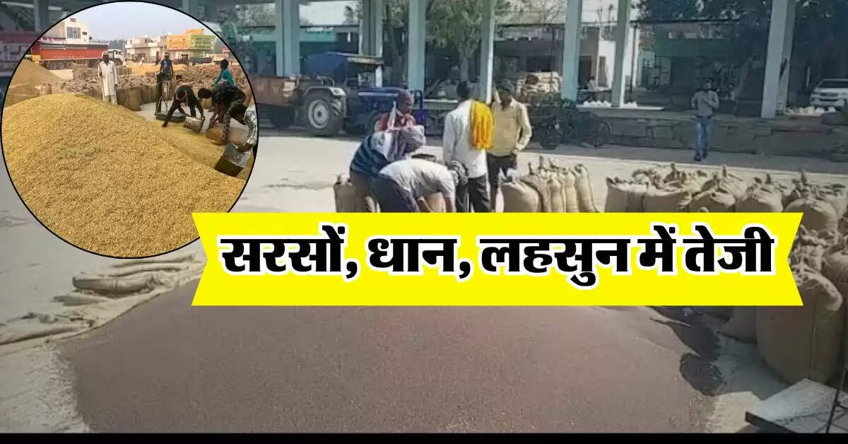 sarso ka bhav : सरसों, धान, लहसुन में तेजी, जानिये खाद्य तेल और घी के ताजा भाव
