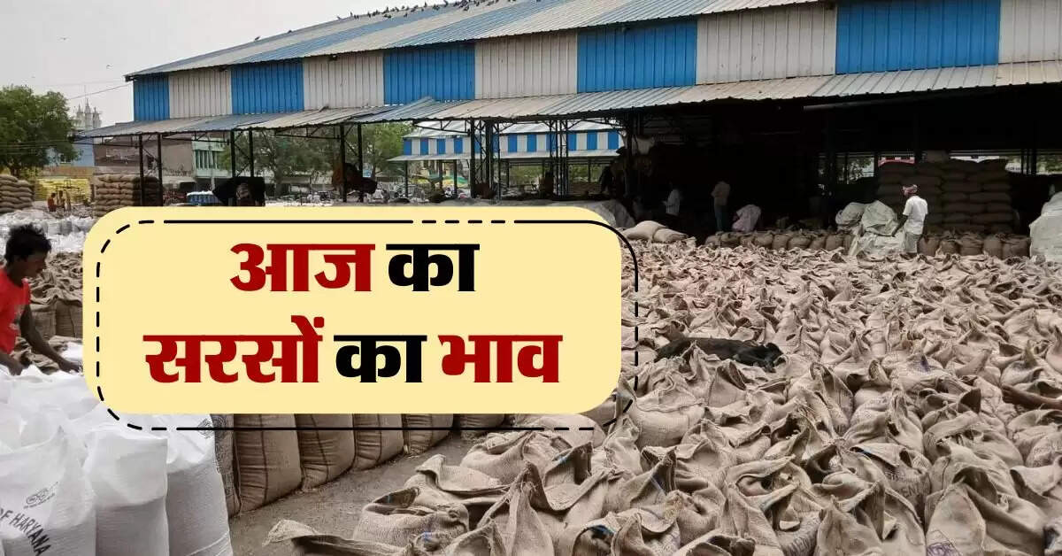 sarso ka bhav 22 august : खाने के तेल में बढ़ौतरी से सरसों भाव में बंपर इजाफा, जानिये आज का सरसों भाव