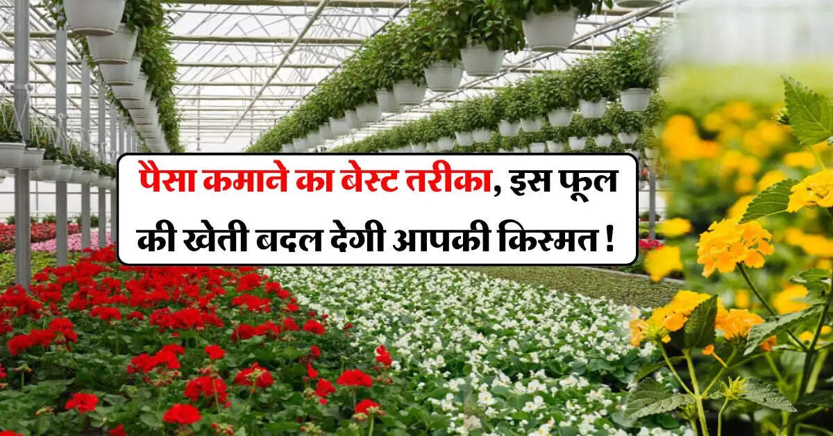 how we earn money : पैसा कमाने का बेस्ट तरीका, इस फूल की खेती बदल देगी आपकी किस्मत!