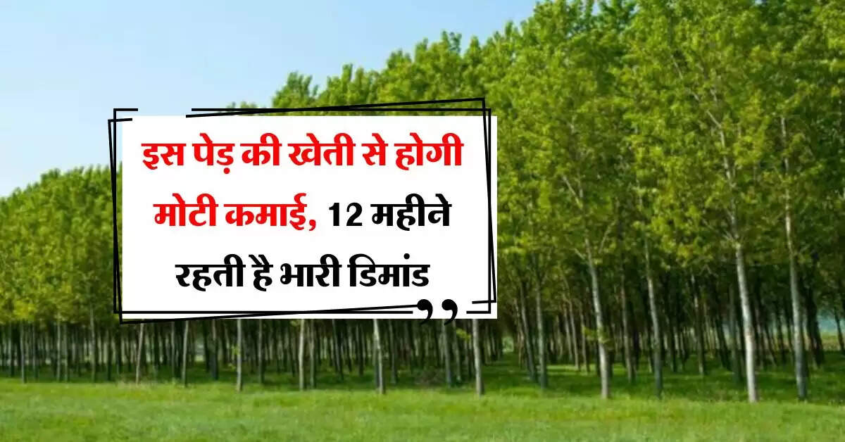 Business Idea : इस पेड़ की खेती से होगी मोटी कमाई, 12 महीने रहती है भारी डिमांड