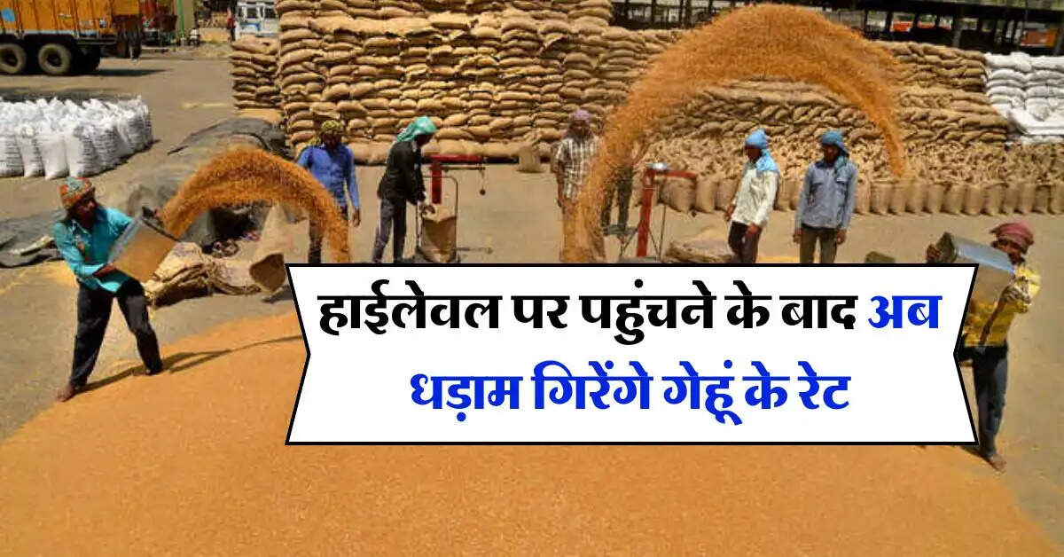 wheat price : हाईलेवल पर पहुंचने के बाद अब धड़ाम गिरेंगे गेहूं के रेट, जानिये कितना चल रहा है गेहूं का भाव