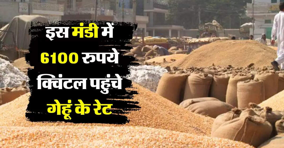 wheat price hike : 6100 रुपये क्विंटल पहुंचे गेहूं के रेट, तोड़ दिए सारे रिकॉर्ड
