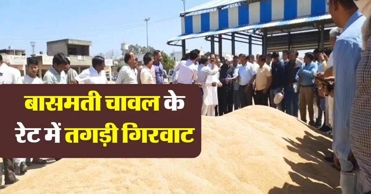 rice price : बासमती चावल के रेट में तगड़ी गिरवाट, औंधे मुंह गिरे भाव
