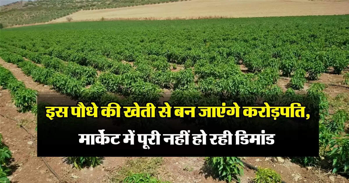 Business Idea : इस पौधे की खेती से बन जाएंगे करोड़पति, मार्केट में पूरी नहीं हो रही डिमांड 
