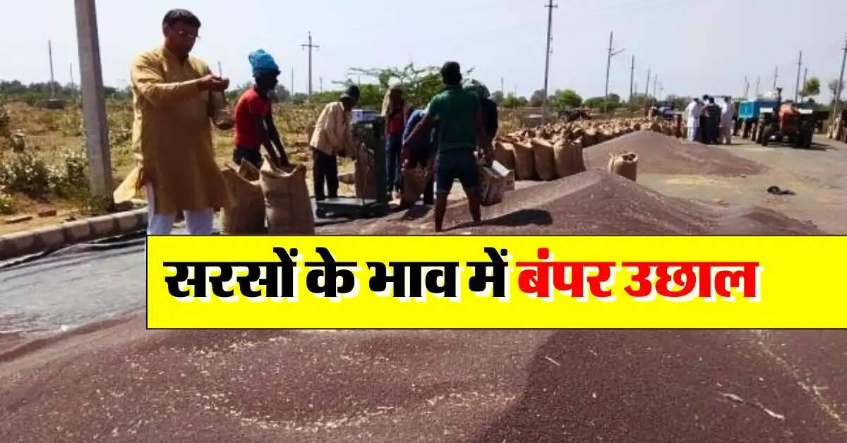 sarso ka bhav 5 november : सरसों के भाव में बंपर उछाल, जानिये सरसों मंडी के रेट