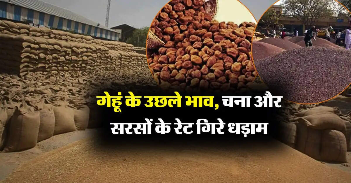 wheat price : गेहूं के उछले भाव, चना और सरसों के रेट गिरे धड़ाम