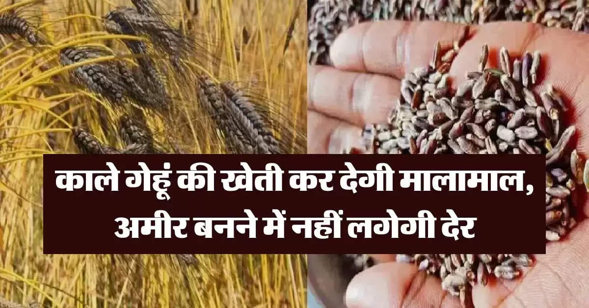 Wheat : काले गेहूं की खेती कर देगी मालामाल, अमीर बनने में नहीं लगेगी देर, इतने रुपये क्विंटल है गेहूं का भाव
