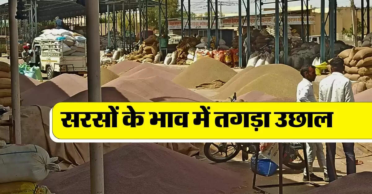 sarso rate today : सरसों के भाव में तगड़ा उछाल, जानिये देशभर की मंडियों का हाल
