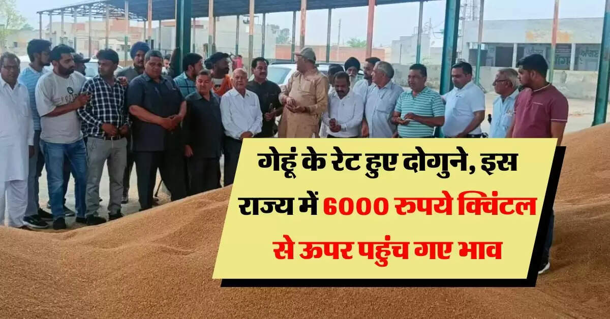 wheat price : गेहूं के रेट हुए दोगुने, इस राज्य में 6000 रुपये क्विंटल से ऊपर पहुंच गए भाव