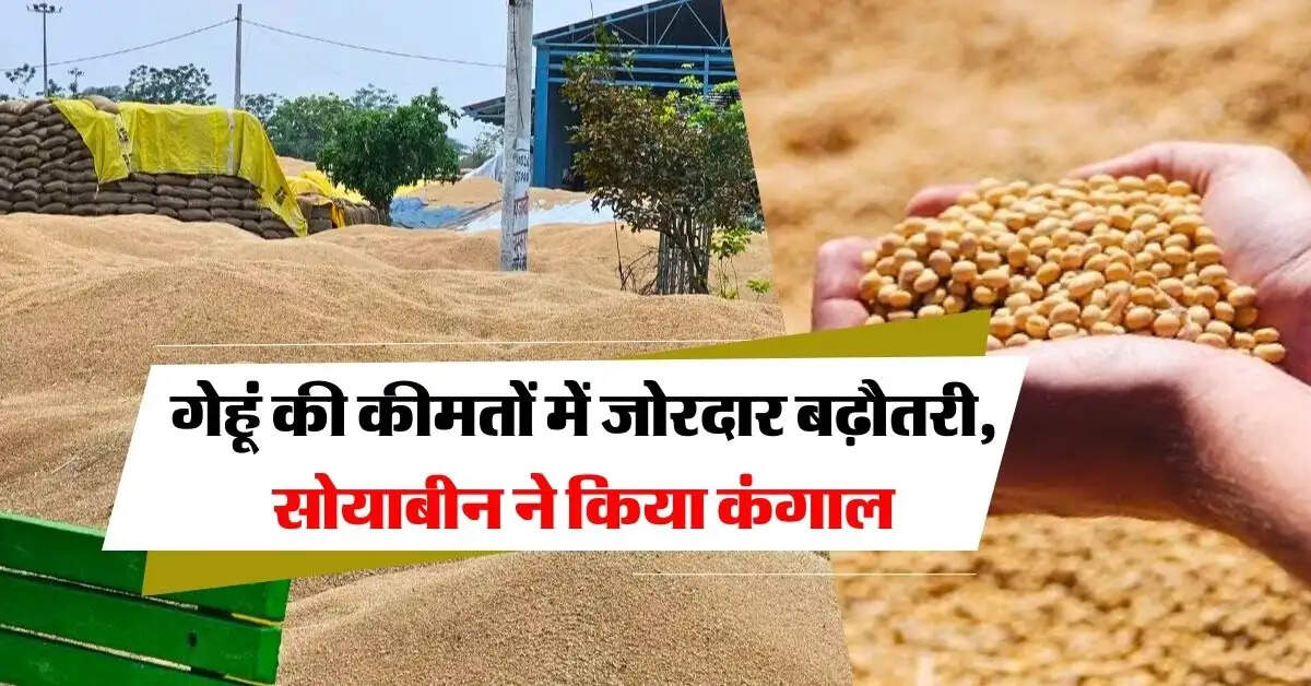 wheat price : गेहूं की कीमतों में जोरदार बढ़ौतरी, सोयाबीन ने किया कंगाल, जानिये ताजा भाव