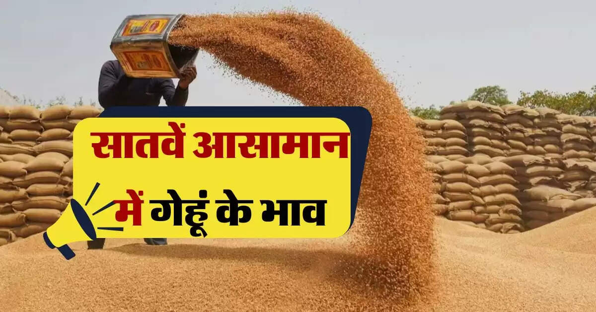 wheat rate hike today : सातवें आसामान में पहुंचे गेहूं के भाव, MSP से इतने ज्यादा हो गए रेट