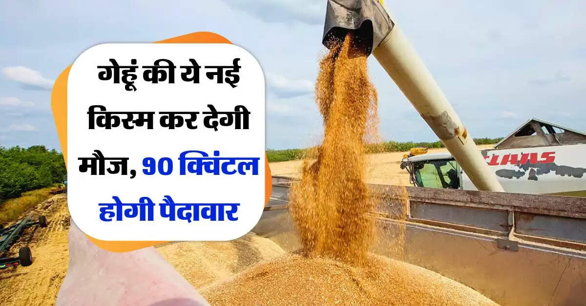 Wheat : गेहूं की ये नई किस्म कर देगी मौज, 90 क्विंटल होगी पैदावार