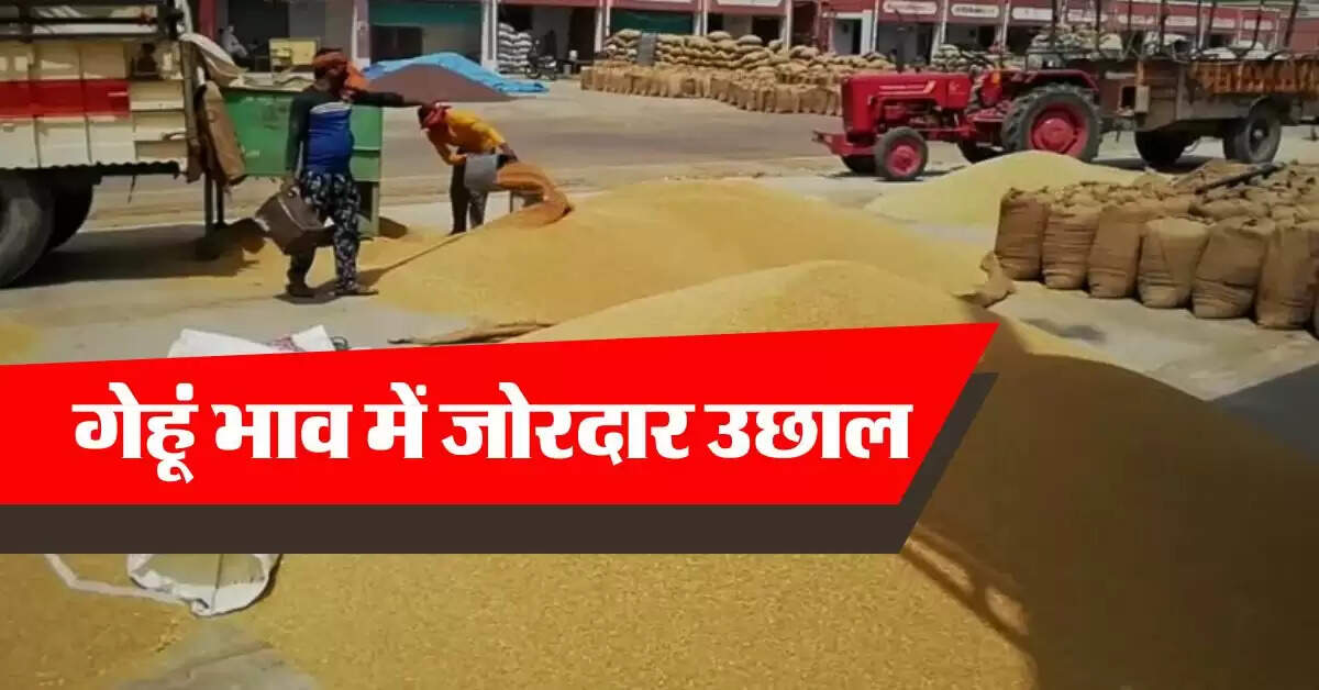 wheat price hike : गेहूं भाव में जोरदार उछाल, इतने रुपये क्विंटल पहुंचे रेट