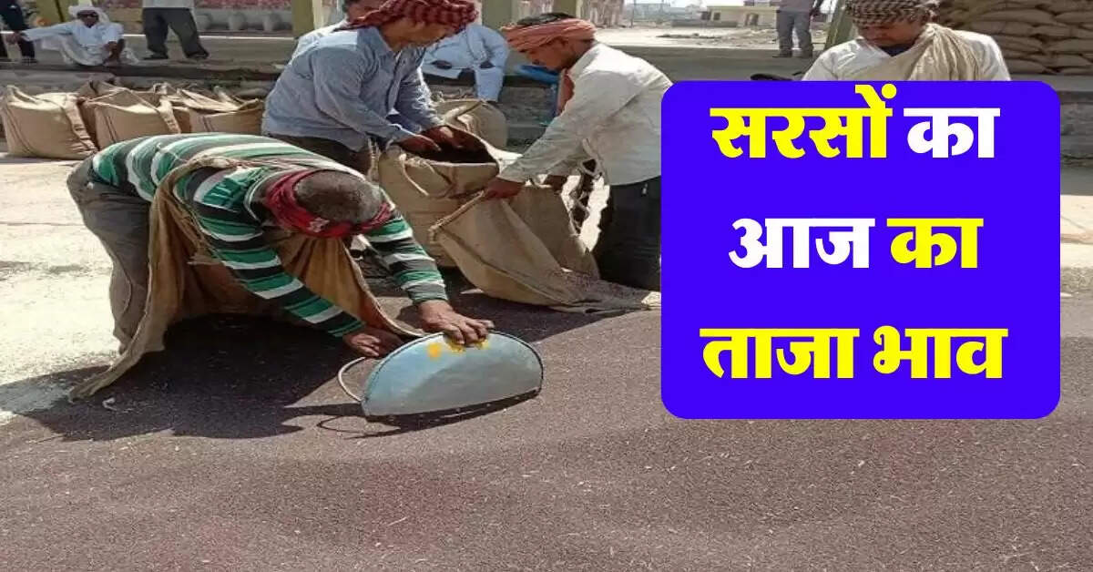 sarso rate today : 10 अगस्त का सरसों का भाव, जानिये आज का सरसों भाव