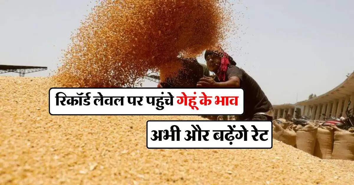 wheat price : रिकॉर्ड लेवल पर पहुंचे गेहूं के भाव, अभी और बढ़ेंगे रेट