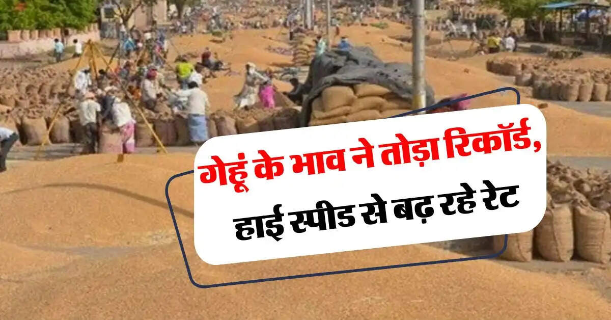 wheat price : गेहूं के भाव ने तोड़ा रिकॉर्ड, हाई स्पीड से बढ़ रहे रेट